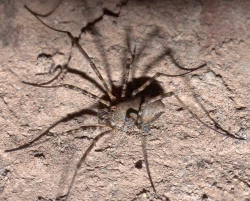 Dasylobus sp.