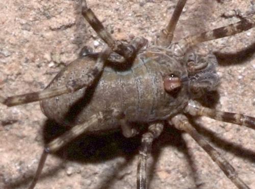 Dasylobus sp.