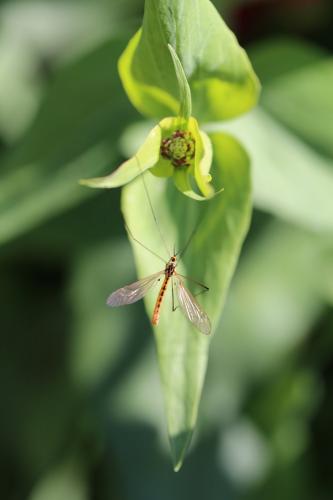 Nephrotoma flavescens