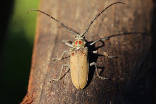 Réf. 168 981 : Batocera rufomaculata