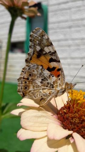 Réf. 168 502 : Vanessa cardui