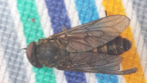 Réf. 168 131 : Tabanus sp.