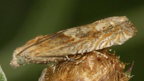 Réf. 168 327 : Eucosma sp.