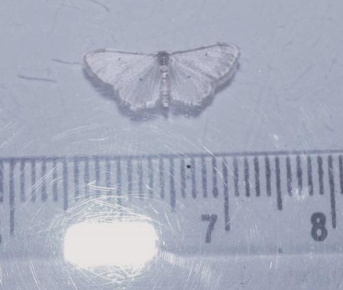 Réf. 168 551 : Idaea politaria