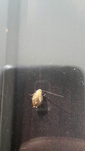 Ectobius sp.