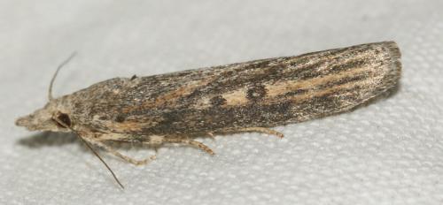 Lamoria zelleri