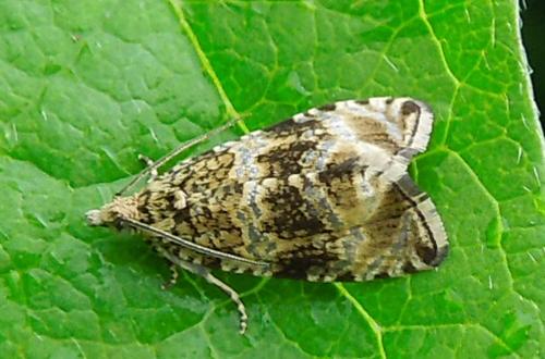 Celypha lacunana