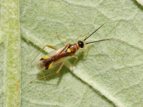 Campyloneura virgula