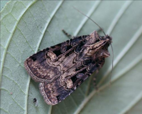 Réf. 168 580 : Opigena polygona