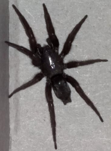 Scotophaeus sp.
