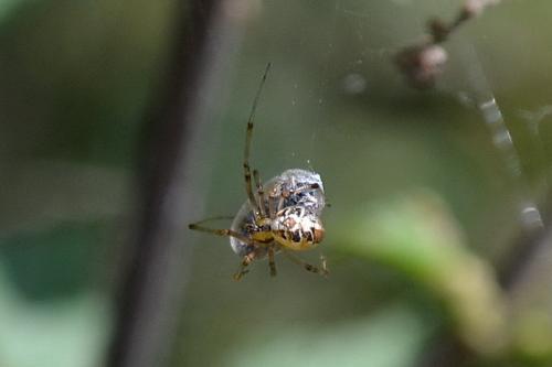 Phylloneta sp.