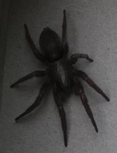 Réf. 168 655 : Scotophaeus sp.