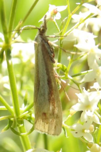 Réf. 168 632 : Catoptria sp.