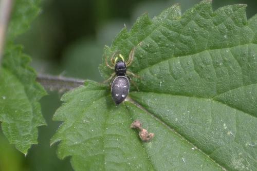 Heliophanus cupreus