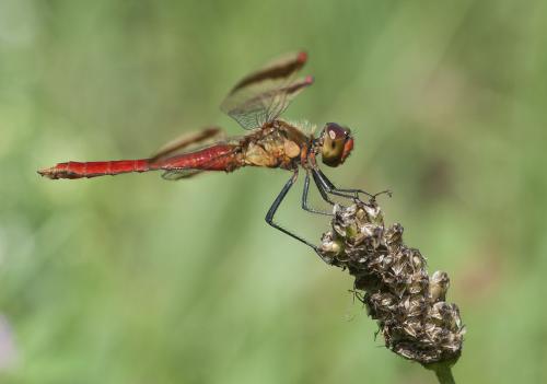 Réf. 168 291 : Sympetrum pedemontanum