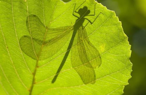 Calopteryx virgo