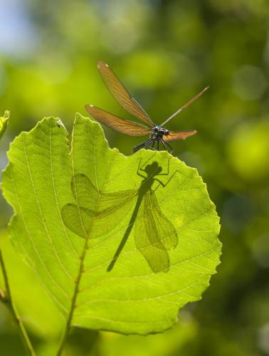 Calopteryx virgo