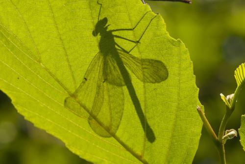Réf. 168 226 : Calopteryx virgo