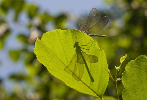 Calopteryx virgo