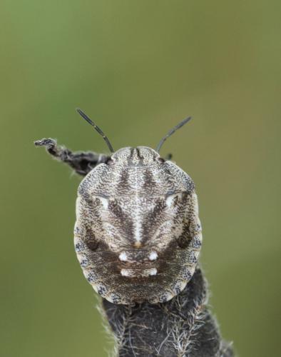 Réf. 168 492 : Eurygaster testudinaria