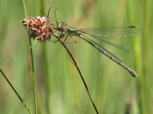 Réf. 168 791 : Lestes sponsa