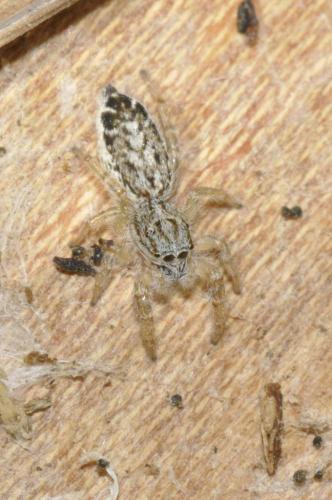 Pseudicius encarpatus