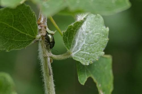 Phratora sp.
