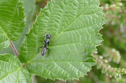 Camponotus sp.