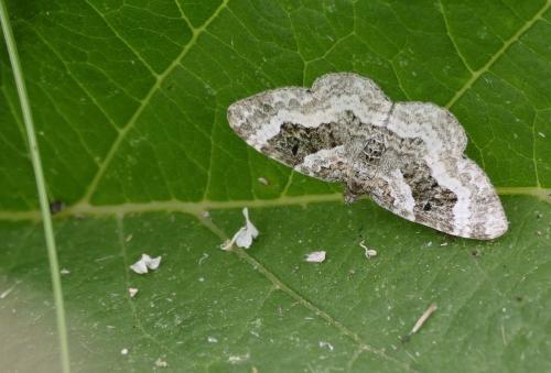 Epirrhoe alternata