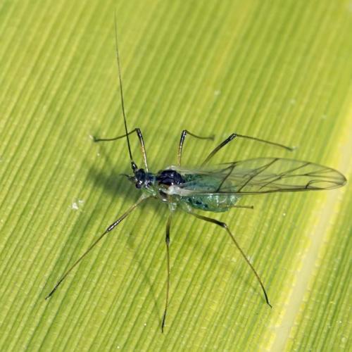 Réf. 168 675 : Macrosiphum sp.