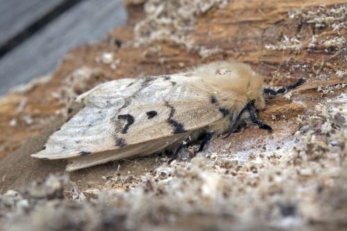 Lymantria dispar