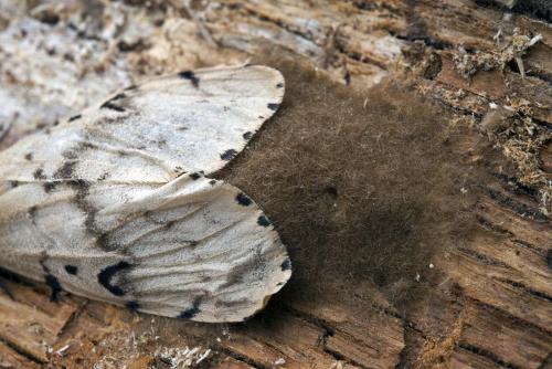 Lymantria dispar