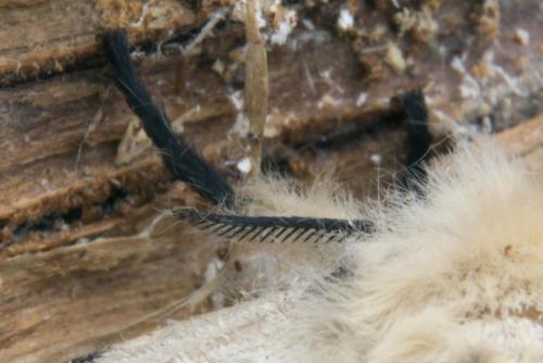 Lymantria dispar