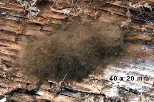 Réf. 168 350 : Lymantria dispar