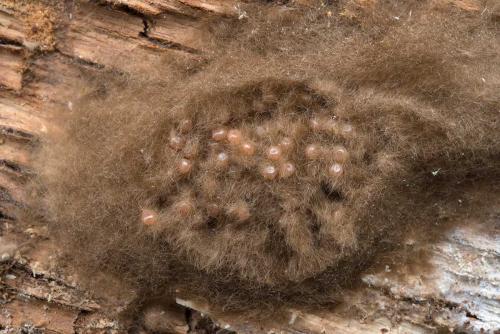 Lymantria dispar