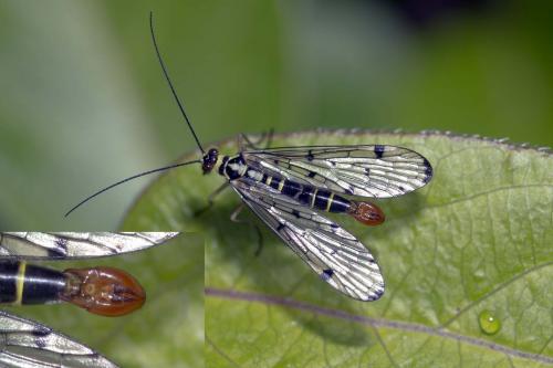Panorpa germanica