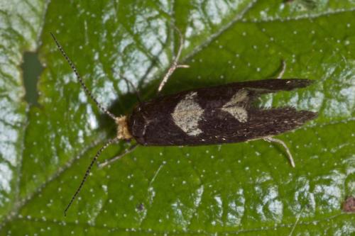 Réf. 168 323 : Incurvaria masculella