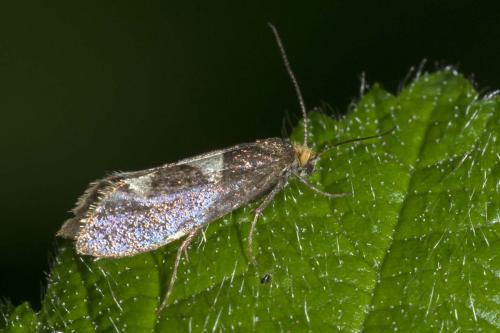 Réf. 168 322 : Incurvaria masculella