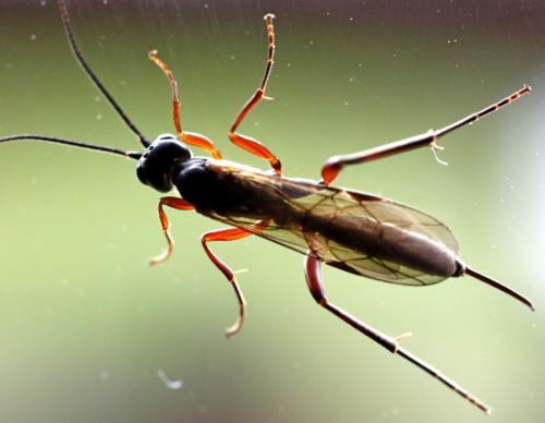 Réf. 168 800 : Rhimphoctona rufocoxalis