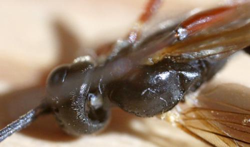 Rhimphoctona rufocoxalis