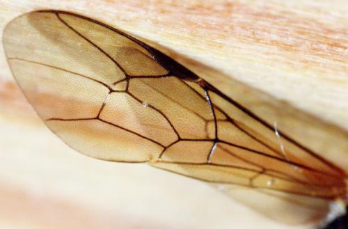 Rhimphoctona rufocoxalis