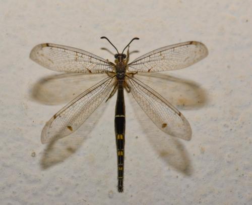 Réf. 168 593 : Distoleon tetragrammicus