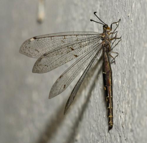 Réf. 168 594 : Distoleon tetragrammicus