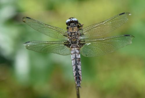 Réf. 168 698 : Libellula fulva