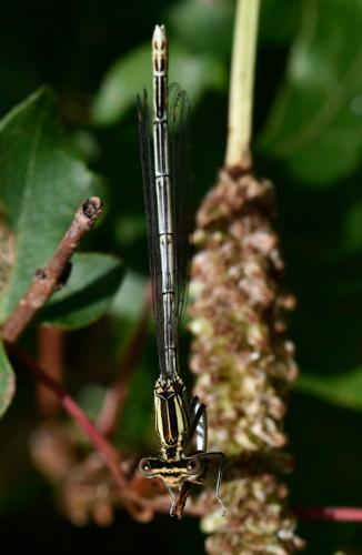 Platycnemis pennipes