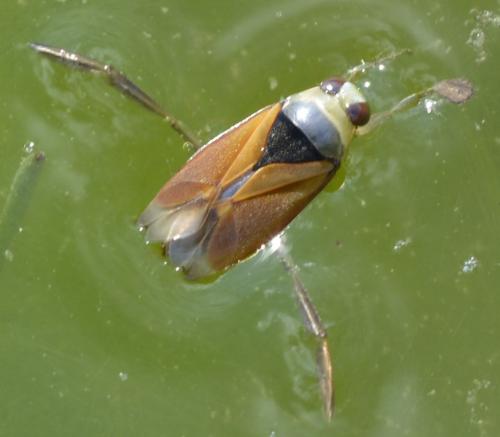 Notonecta meridionalis