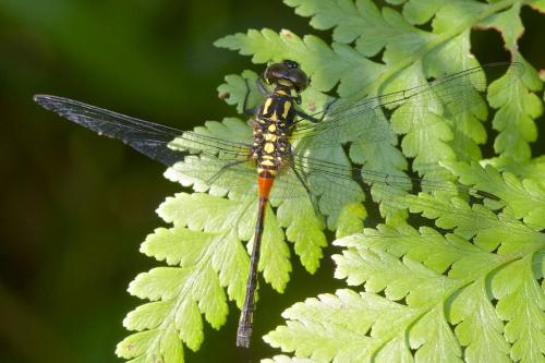 Diplacina sp.