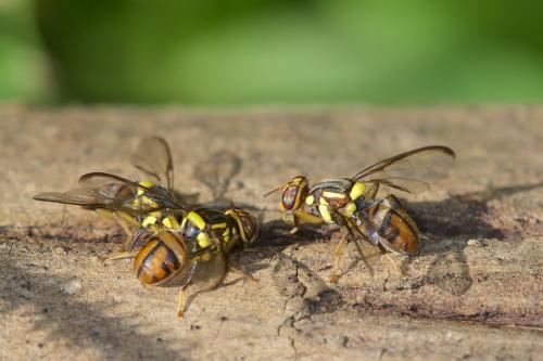 Réf. 168 588 : Bactrocera sp.