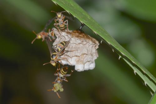 Polistes stigma