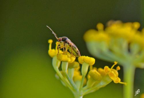 Réf. 168 253 : Orthops sp.